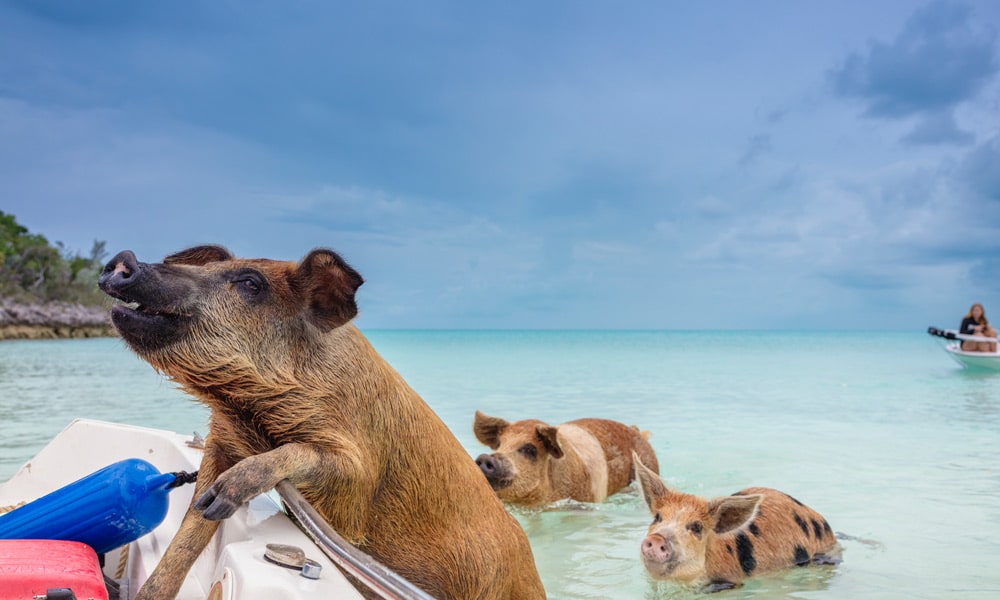 Bahamas luxury travel photo